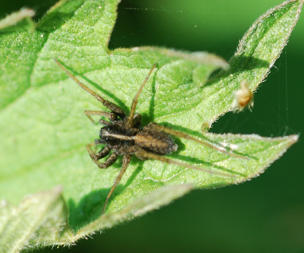 Pardosa sp.